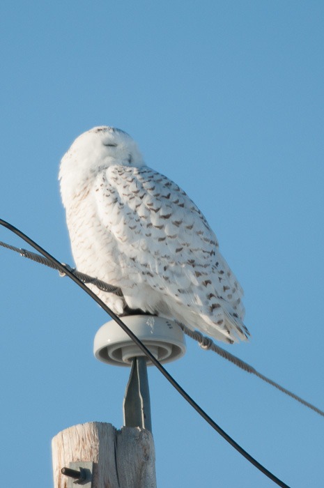 Snowy Owl on Hydro pole Snowy Owl on Hydro pole