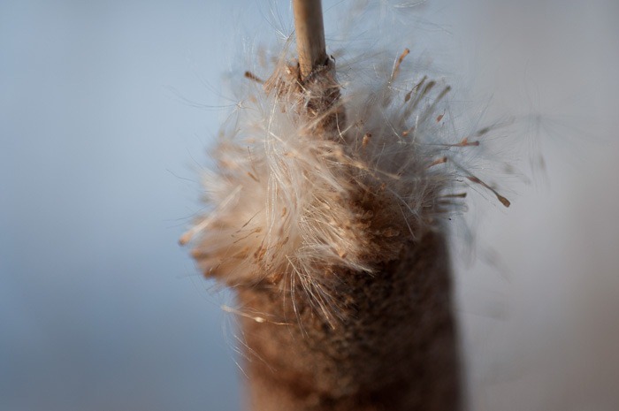 Bull rush, losing its hairs Bull rush, losing its hairs