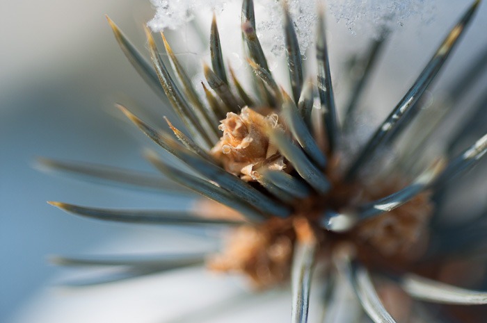 Fir cone, up close Fir cone, up close
