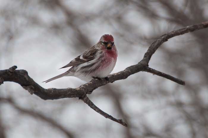 Common Redpoll Common Redpoll