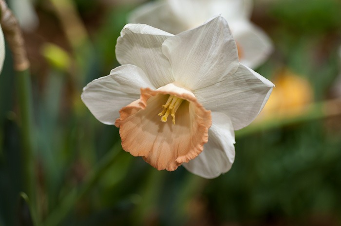 Daffodil or Narcis Daffodil or Narcis