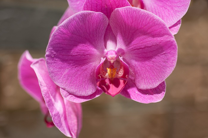 Orchid Orchid
