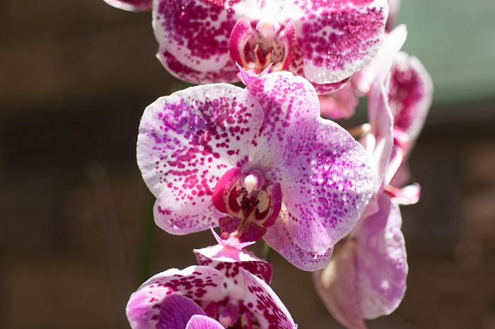 Orchid Orchid