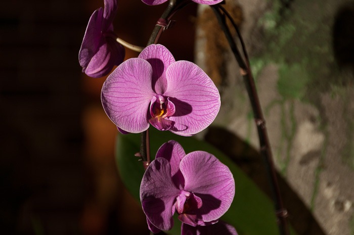Orchid Orchid