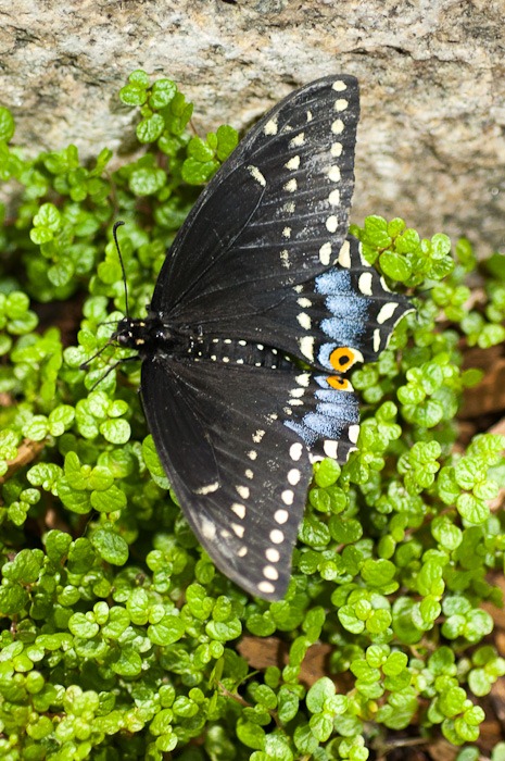 Black Swallowtail Black Swallowtail