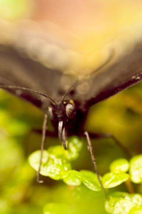 A monstrous sight A monstrous sight