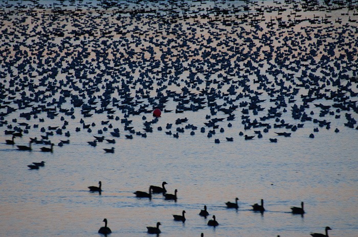 The lake is getting black with geese The lake is getting black with geese