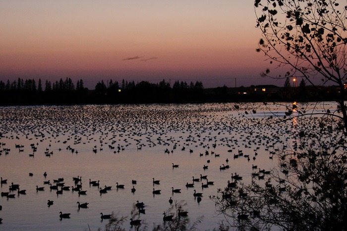 Parting shot Parting shot