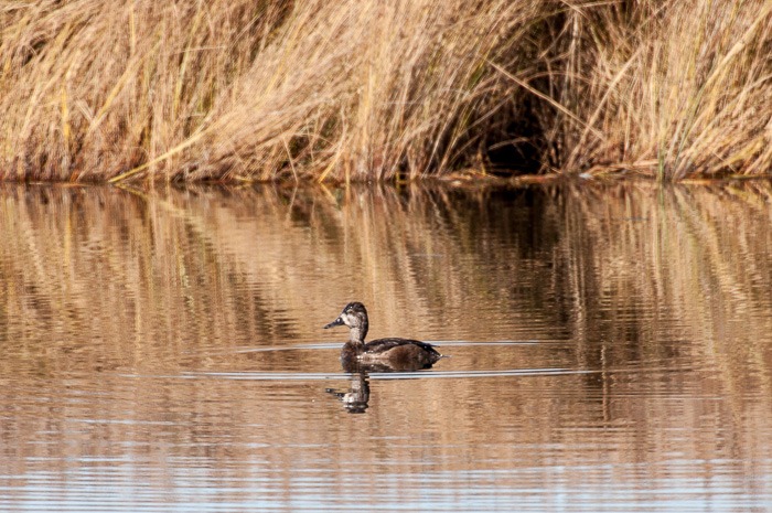 Northern Shoveler