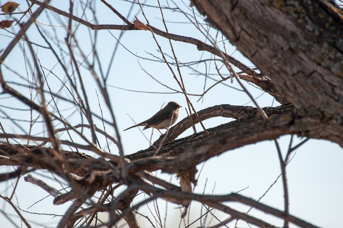Dark eyed Junco