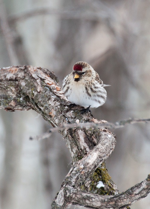 Hoary Redpoll Hoary Redpoll