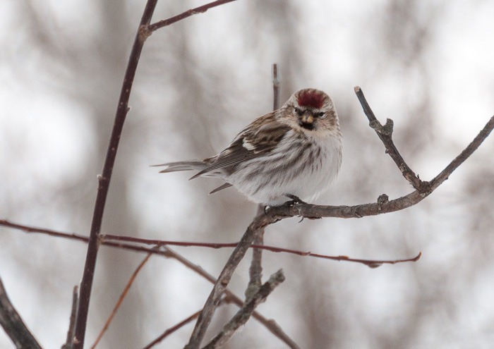 Common Redpoll Common Redpoll