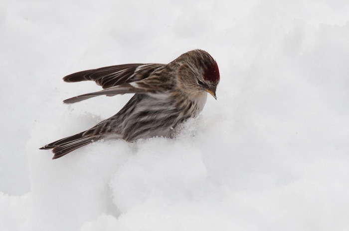 Common Redpoll Common Redpoll