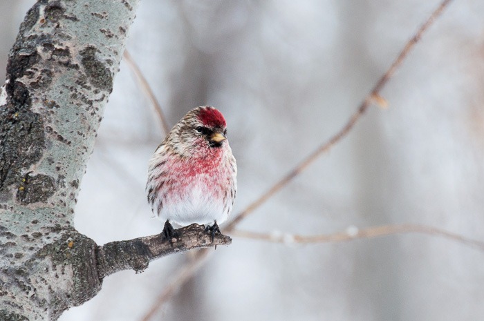 Common Redpoll Common Redpoll