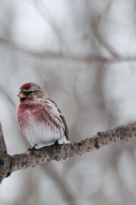 Common Redpoll Common Redpoll