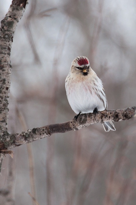 Hoary Redpoll Hoary Redpoll