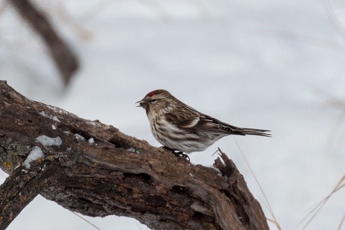 Common Redpoll Common Redpoll