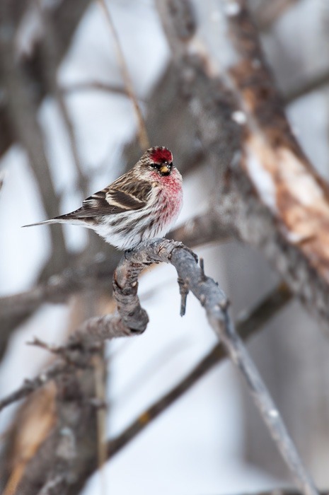 Common Redpoll Common Redpoll