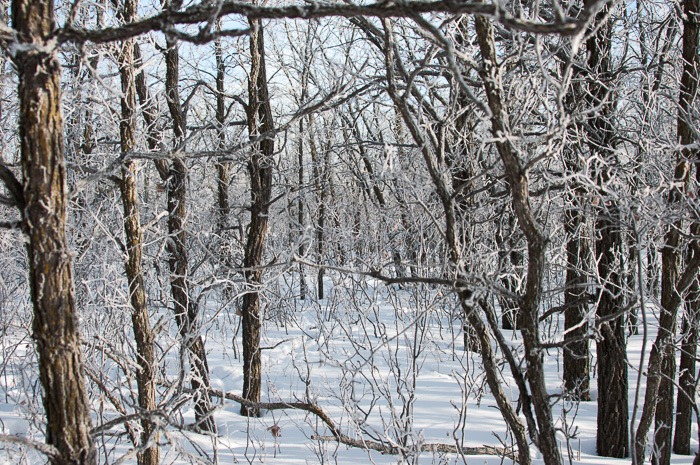 Straight into the trees Straight into the trees