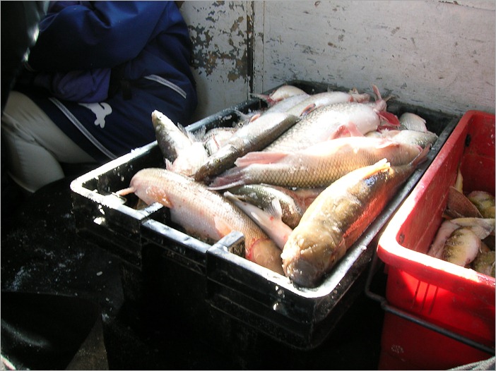 Nice catch! Nice catch!