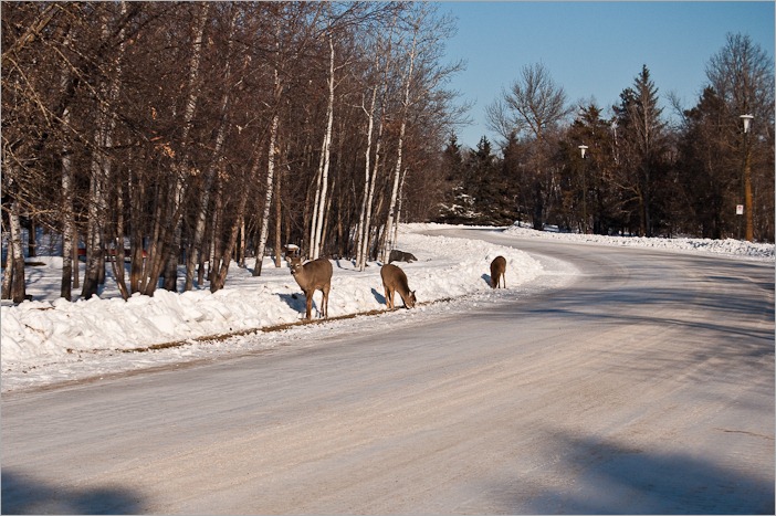 Mother deer with two young Mother deer with two young