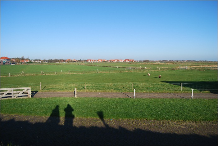 No seagulls this time, only sheep No seagulls this time, only sheep