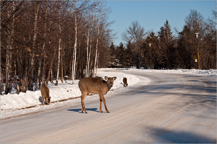 Crossing the road Crossing the road