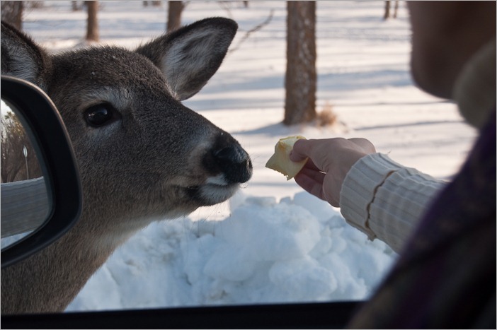 Sniffing the food Sniffing the food