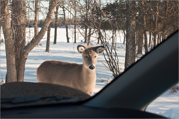 Intent looking youngster  Intent looking youngster