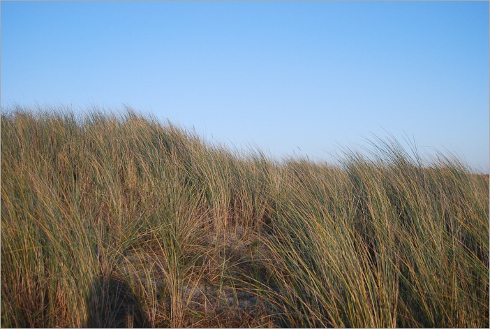 Dune grass with self portrait shadow Dune grass with self portrait shadow
