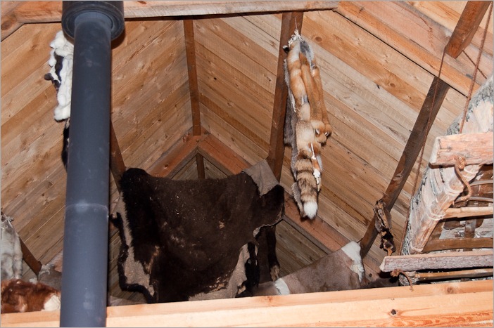 Pelts, waiting to be treated Pelts, waiting to be treated