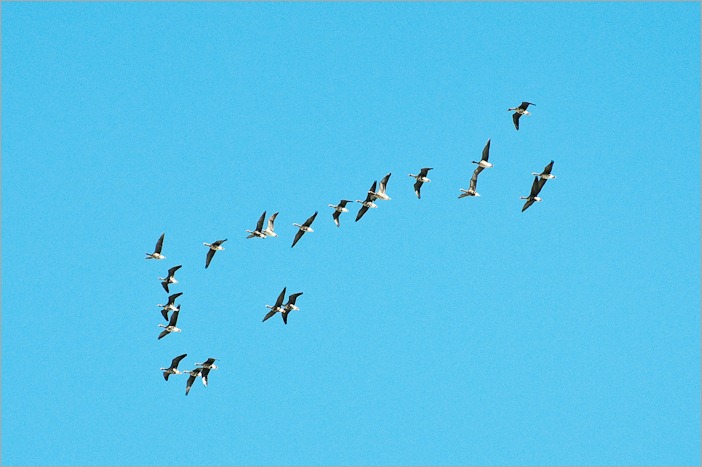 Arrival of the Canada geese Arrival of the Canada geese
