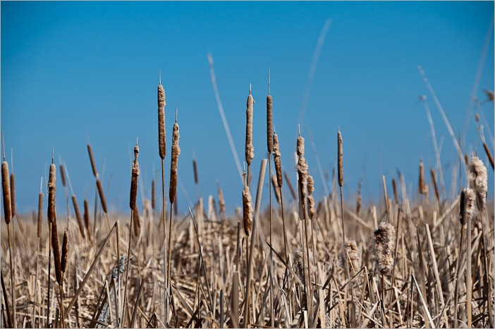 Reeds, cattails and high grass Reeds, cattails and high grass
