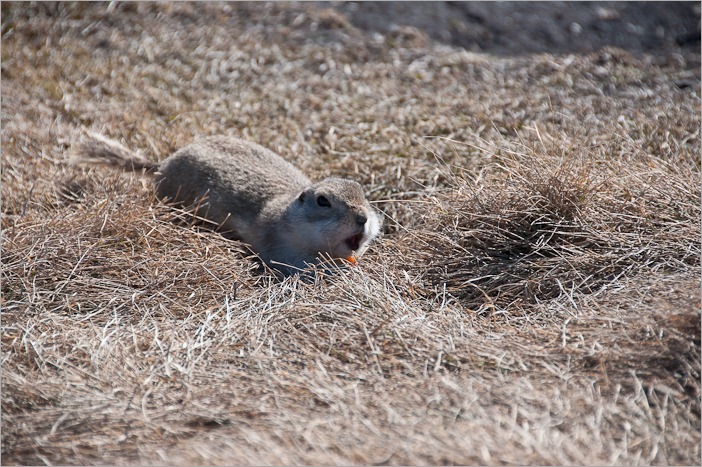 Eating a little piece of carrot Eating a little piece of carrot