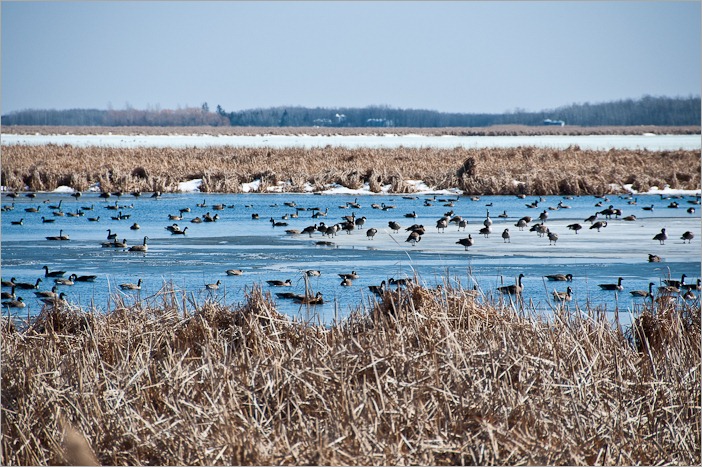 Geese resting from their trip Geese resting from their trip