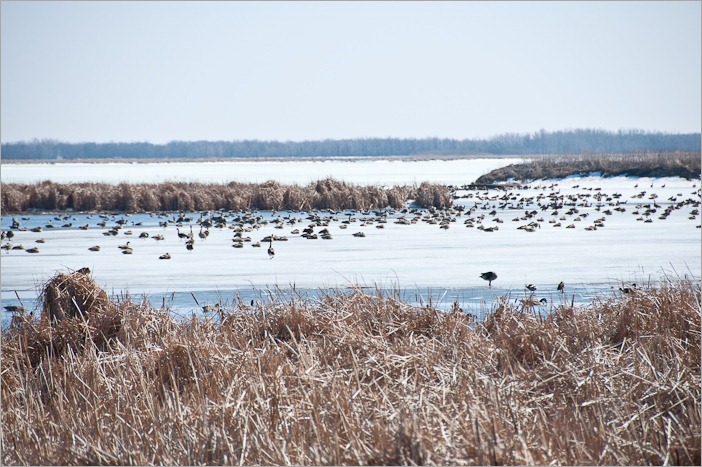 The colony on the ice The colony on the ice