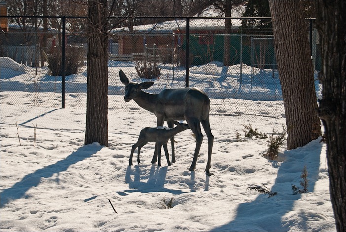 Deer with fawn Deer with fawn