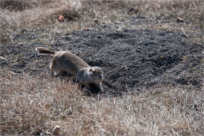 Found a peanut! Found a peanut!