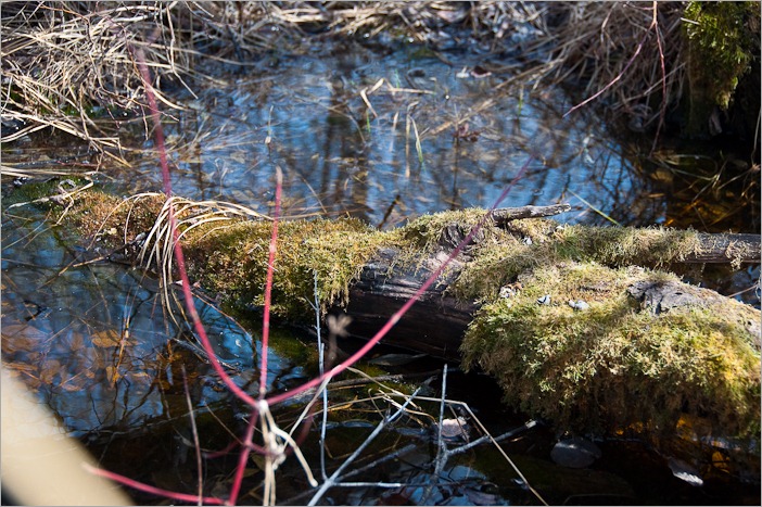 A nice mossy, watery place for the frogs A nice mossy, watery place for the frogs