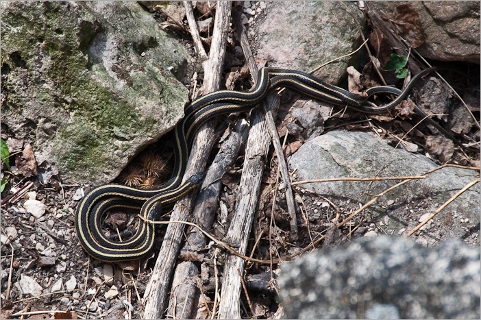 Snakes in feverish activity. Snakes in feverish activity.