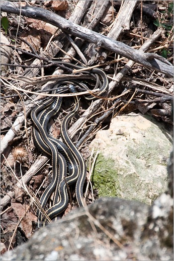 Mating garter snakes Mating garter snakes