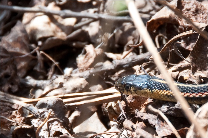 Small male garter snake Small male garter snake