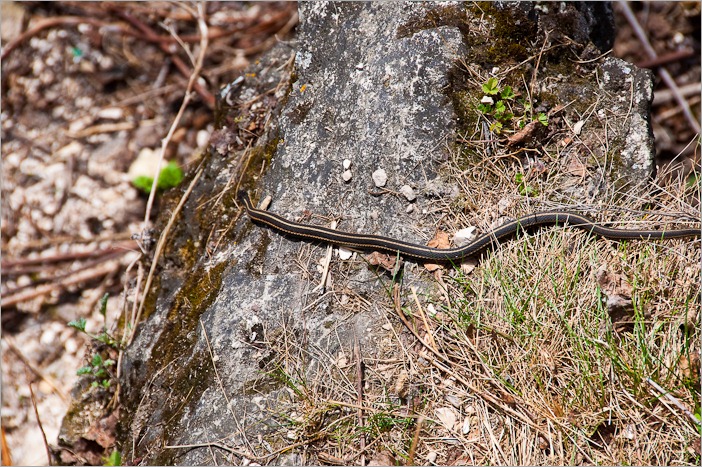 Male garter snake Male garter snake