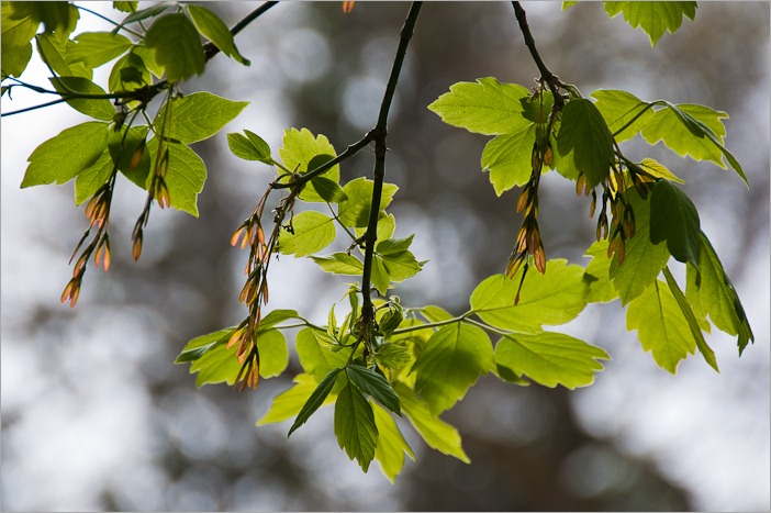 Young leaves in the sun Young leaves in the sun