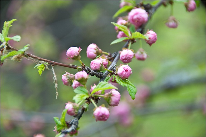 Blossoms, a few more days Blossoms, a few more days