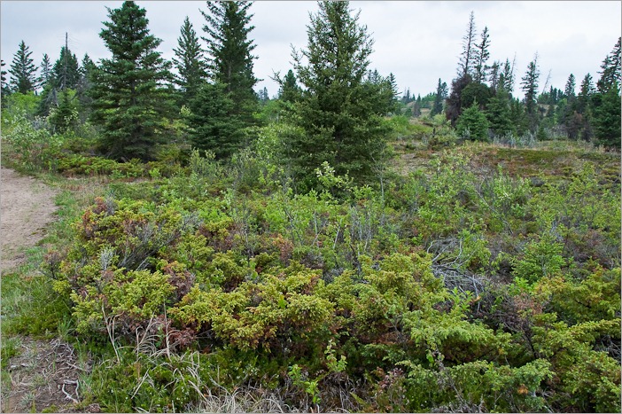 Heavy scented shrubs and trees. Heavy scented shrubs and trees.