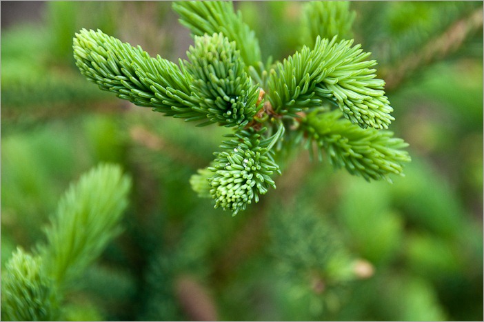 New shoots New shoots