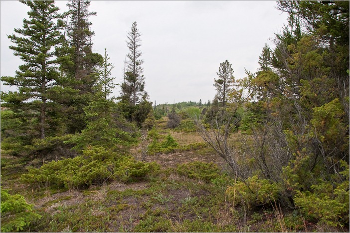 The last of the trees for a while The last of the trees for a while