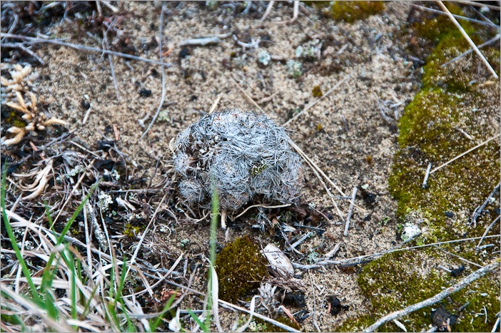 Pincushion Cactus Pincushion Cactus