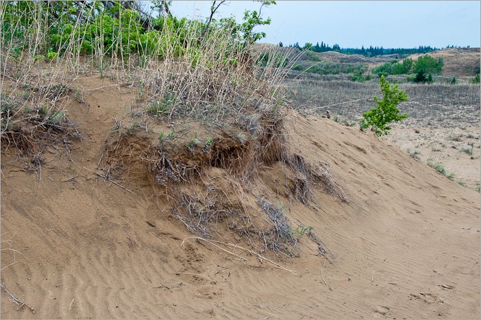 Even the grass has trouble surviving here Even the grass has trouble surviving here